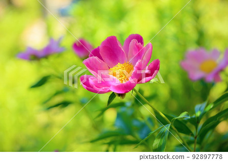 牡丹牡丹 92897778