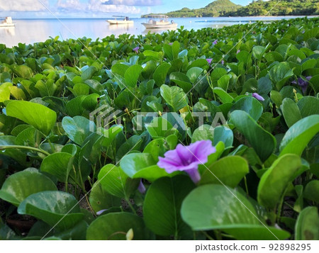 Morning glories blooming on the beach of Ishigaki Island (Ryukyu morning glory) Morning glories blooming on the beach of Ishigaki Island (Ryukyu morning glory) 92898295