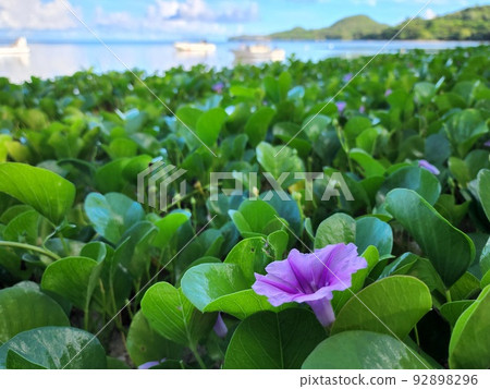 Morning glories blooming on the beach of Ishigaki Island (Ryukyu morning glory) Morning glories blooming on the beach of Ishigaki Island (Ryukyu morning glory) 92898296