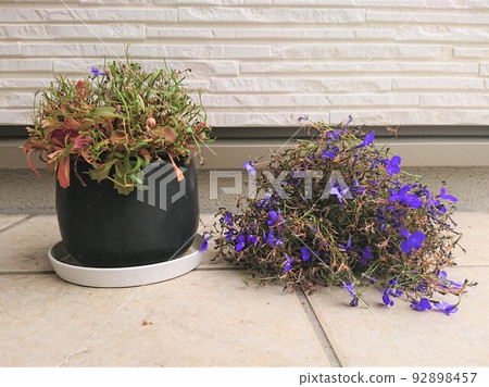 恢復半邊蓮（Azzurro） 92898457