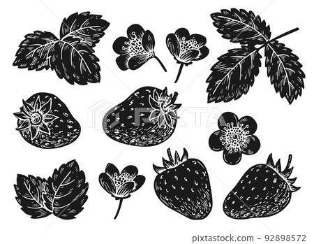 Strawberry berry leaf flower sketch stamp pin tag 92898572