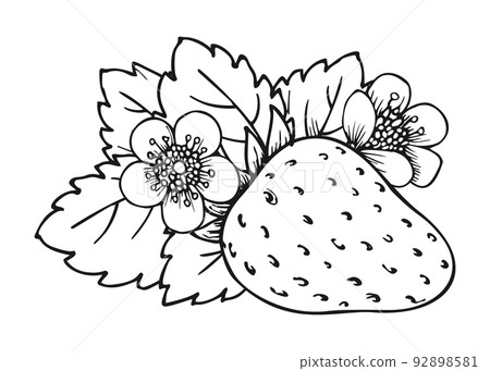 Sweet strawberry hand drawn sketch line art berry Sweet strawberry hand drawn sketch line art berry 92898581