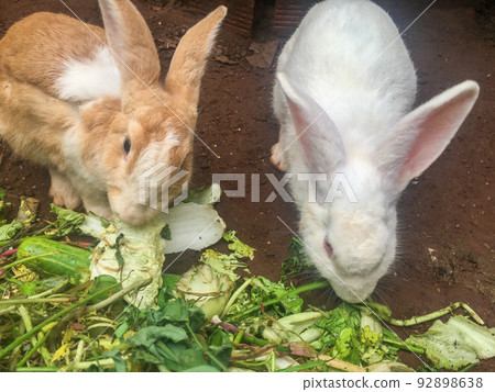 Rabbits are eating vegetables in the garden 92898638