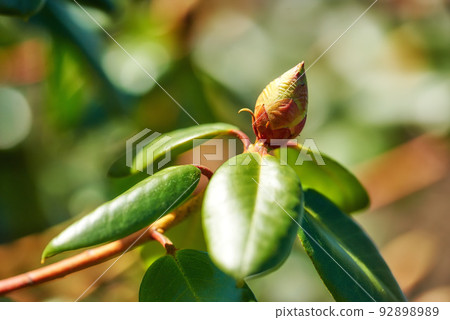 Closeup of budding Rhododendron flower in garden at home. Zoomed in on one woody plant getting ready to blossom while growing in backyard in summer. Small beautiful little elegant bud with green leaf 92898989