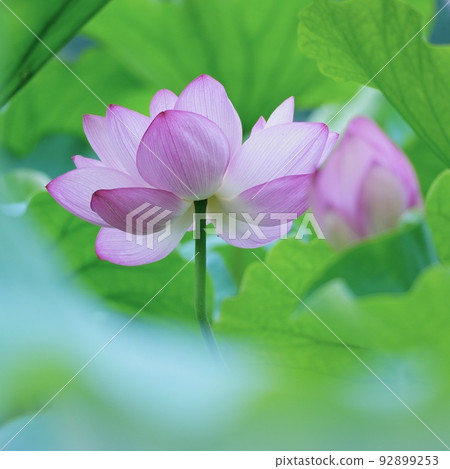 夏天美麗的蓮花 92899253