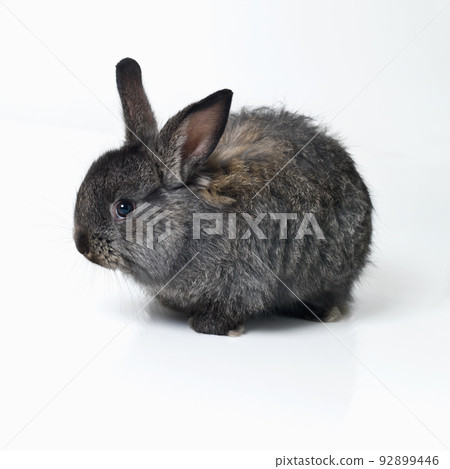 Cute and cuddly. Studio shot of a cute rabbit isolated on white. Cute and cuddly. Studio shot of a cute rabbit isolated on white. 92899446