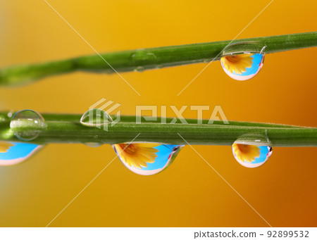 Extreme close up shot of water droplets on grass blades with flower background 92899532