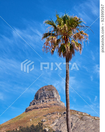 Copy space with Lions Head mountain in Cape Town, South Africa and a tall palm tree against a blue sky background. Beautiful and scenic panoramic of an iconic landmark and famous travel destination 92899567
