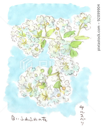 夏季花卉，白色紫薇（紫薇）水彩插圖 92899904