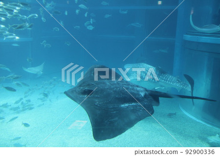 Osaka Tempozan Kaiyukan Osaka Tempozan Kaiyukan 92900336