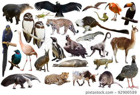 Fauna of South America set Fauna of South America set 92900589
