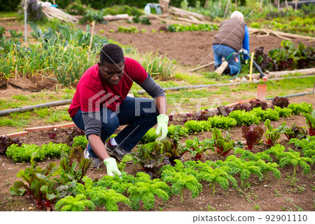 African man cultivating vegetables in kitchen garden African man cultivating vegetables in kitchen garden 92901110