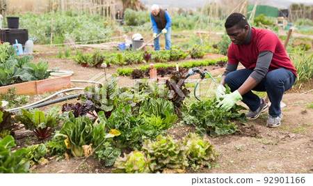 African american male gardener during harvesting of lettuce 92901166