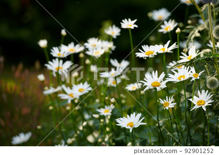 Daisy flowers growing in a lush green backyard garden in summer. White marguerite flowering plant blooming on a green field in spring. Flower blossoming on a field or park in the countryside Daisy flowers growing in a lush green backyard garden in summer. White marguerite flowering plant blooming on a green field in spring. Flower blossoming on a field or park in the countryside 92901252