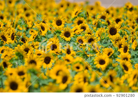 短向日葵 92901280