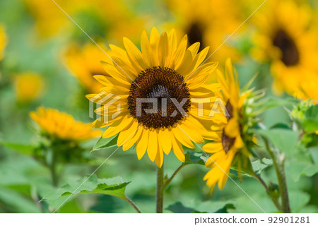小向日葵 92901281