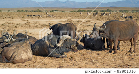 A herd of wild African Buffalo outdoors on the safari on a hot summer day. Wildlife in the savannah basking in the sun before migrating to another region. A view of animals in the wilderness 92901316