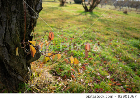 Branches and autumn leaves growing at the base of the tree Branches and autumn leaves growing at the base of the tree 92901367