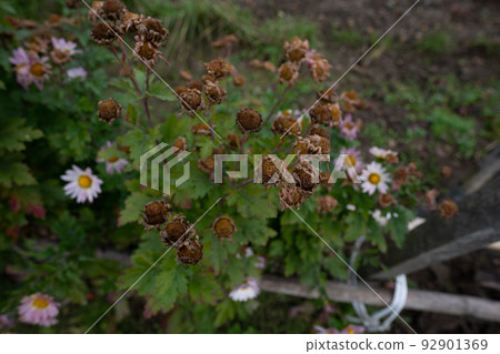 隨著冬天的臨近,花朵枯萎 隨著冬天的臨近,花朵枯萎 92901369