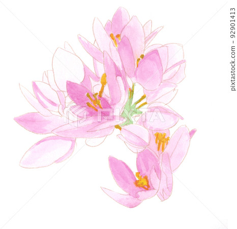 watercolor painting: pink flowers 92901413
