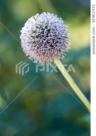 Closeup of a wild globe thistle flower blossoming and blooming for insect pollination in a private and secluded home garden. Textured detail of a flowering echinops with a bokeh copy space background 92901433