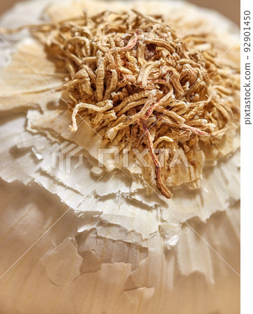 Earthy roots on a garlic clove. Closeup of one whole, organic and fresh herb plant with strong smell and pungent taste. Healthy ingredient used as a flavoring in food cooking and herbal medicine 92901450