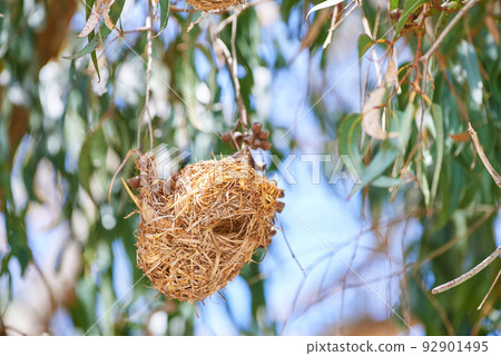 closeup of nest of African golden weaver, Ploceus Xanthops. Woven bird home made of hay hanging from tree with a blurred leaf background. Freshly built and ready for laying eggs, springtime nesting closeup of nest of African golden weaver, Ploceus Xanthops. Woven bird home made of hay hanging from tree with a blurred leaf background. Freshly built and ready for laying eggs, springtime nesting 92901495