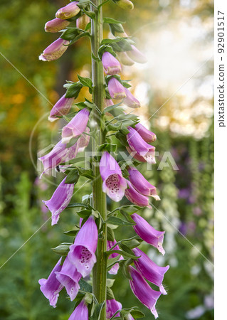 Purple common foxgloves growing in green home garden with lens flare or bokeh background. Closeup of digitalis purpurea flowers blooming in landscaped backyard as horticulture, medicinal herbal plant Purple common foxgloves growing in green home garden with lens flare or bokeh background. Closeup of digitalis purpurea flowers blooming in landscaped backyard as horticulture, medicinal herbal plant 92901517