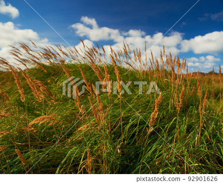 Colorful wheat flowers grow around reeds covered by thick grass. Blossoming and blooming wildflower plants in a serene, peaceful, tranquil private home garden and backyard on a ecological field Colorful wheat flowers grow around reeds covered by thick grass. Blossoming and blooming wildflower plants in a serene, peaceful, tranquil private home garden and backyard on a ecological field 92901626