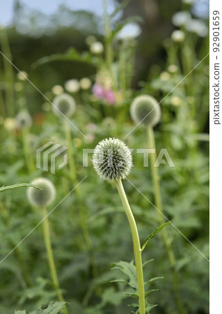 Closeup of blue Globe Thistle growing in a green garden with a blurry background and bokeh. Macro details of soft flowers in harmony with nature, tranquil wild flowerheads in a zen, quiet backyard Closeup of blue Globe Thistle growing in a green garden with a blurry background and bokeh. Macro details of soft flowers in harmony with nature, tranquil wild flowerheads in a zen, quiet backyard 92901659