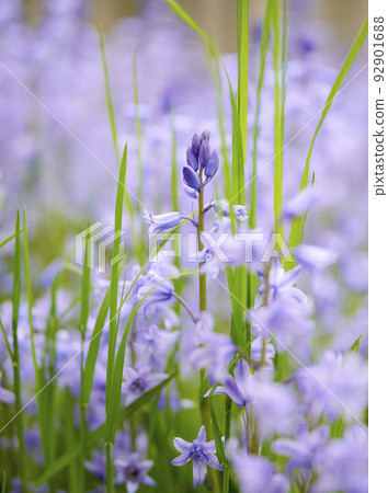 Closeup of blue kent bell flowers growing and flowering on green stems in a secluded home garden. Textured detail of common bluebell or campanula plants blossoming and blooming in backyard 92901688