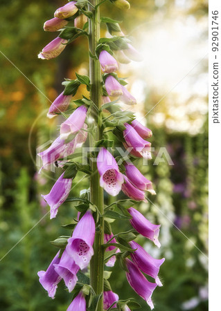Closeup of beautiful Foxgloves growing in a forest with copy space and bokeh. Zoom in on pink flowers sprouting from branch in forest. Macro details of harmony in nature with zen and soothing beauty 92901746