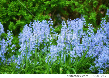 Blue flora blooming in a lush grassy meadow. - Stock Photo [92901767] -  PIXTA