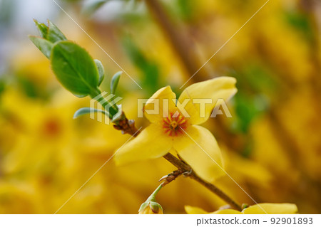 Beautiful vibrant border forsythia flower growing in a backyard or garden in spring season. Closeup of a yellow plant with bokeh background. Closeup details of pretty bright petal outdoor in summer 92901893
