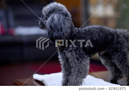 pet dog animal small breed dog poodle toy poodle 92901975