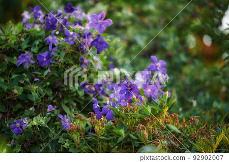 Purple clematis flowers growing in a garden with copy space. Bunch of blossoms in a lush green outdoor park. Lots of beautiful ornamental Italian leather flower plants for backyard landscaping 92902007