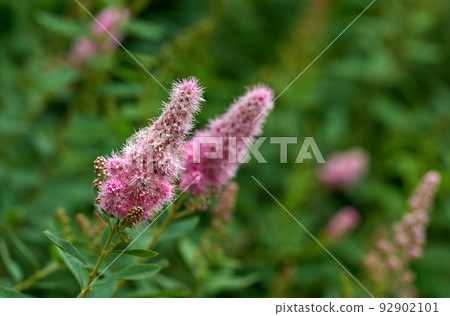 Closeup of a pink smartweed flower growing in a garden with blur background copy space. Beautiful outdoor water knotweed flowering pant with a longroot and leaves flourishing in a nature environment Closeup of a pink smartweed flower growing in a garden with blur background copy space. Beautiful outdoor water knotweed flowering pant with a longroot and leaves flourishing in a nature environment 92902101