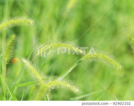 Nekojarashi drooping ears in the meadow Nekojarashi drooping ears in the meadow 92902102