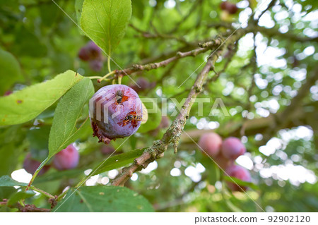 Closeup of wasps eating ripe plums growing on a tree in a garden or field. Details of wildlife in nature, organic fruit hanging from branches in rural countryside with copyspace 92902120