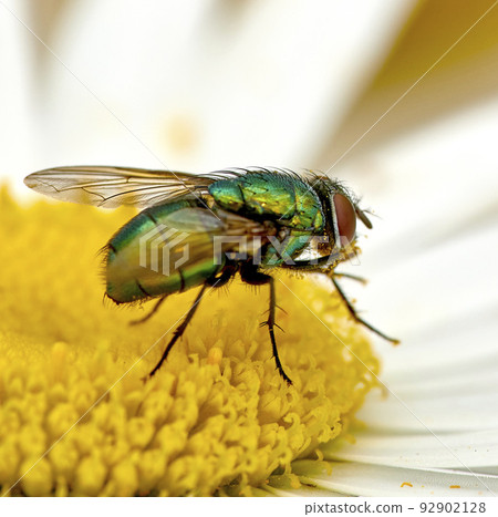 Green bottle fly feeds and relax on a white daisy after a long day of flying. Colourful blue blowfly collect nectar and pollinates a flower. Closeup of a hairy common fly on a bright yellow blossom. Green bottle fly feeds and relax on a white daisy after a long day of flying. Colourful blue blowfly collect nectar and pollinates a flower. Closeup of a hairy common fly on a bright yellow blossom. 92902128
