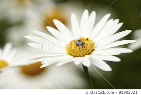 Common green bottle fly pollinating a white daisy flower. Closeup of one blowfly feeding off nectar from a yellow pistil center on a plant. Macro of a lucilia sericata insect and bug in an ecosystem 92902321