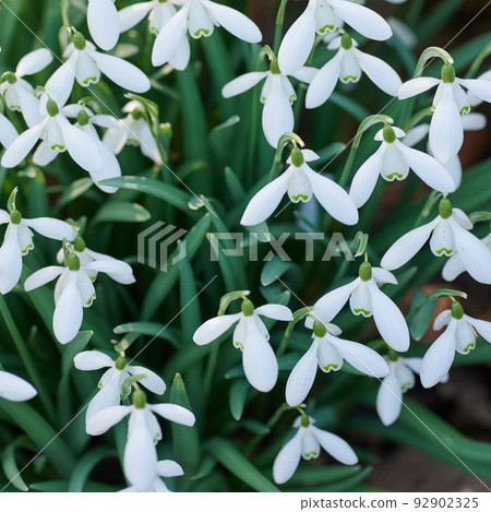 Closeup of Galanthus nivalis growing in a backyard garden in summer. Zoom in on a snowdrop plant flowering and blossoming on a field or meadow from above. Top view of white flowers blooming in a park Closeup of Galanthus nivalis growing in a backyard garden in summer. Zoom in on a snowdrop plant flowering and blossoming on a field or meadow from above. Top view of white flowers blooming in a park 92902325