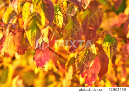 Closeup of colorful autumnal leaves growing on tree branches in season with copy space. Green, yellow and brown wild plants growing on stems in a natural forest, park or garden during fall Closeup of colorful autumnal leaves growing on tree branches in season with copy space. Green, yellow and brown wild plants growing on stems in a natural forest, park or garden during fall 92902369
