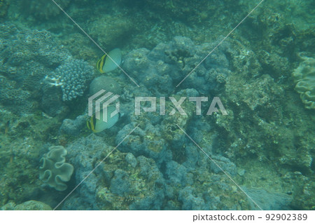 The sea of Okinawa The sea of Okinawa 92902389