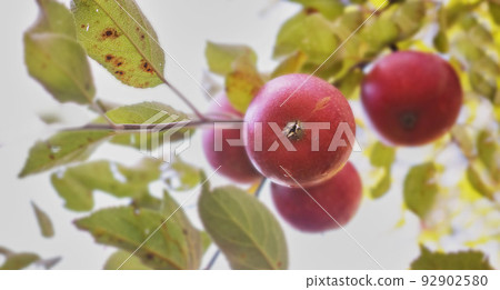 Red apples growing on trees for harvest in an orchard outdoors. Closeup of ripe, nutritious and organic fruit cultivated in season on a lush farm or grove. Delicious fresh produce ready to be picked 92902580