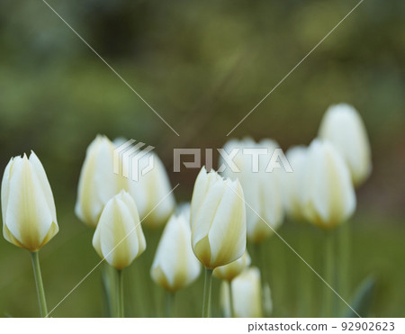 Beautiful, white and pretty flowers with copy space in a natural outdoor peaceful garden in spring. Closeup of fresh tulips in nature with green grass and plants outdoors. View of plant life outside. Beautiful, white and pretty flowers with copy space in a natural outdoor peaceful garden in spring. Closeup of fresh tulips in nature with green grass and plants outdoors. View of plant life outside. 92902623