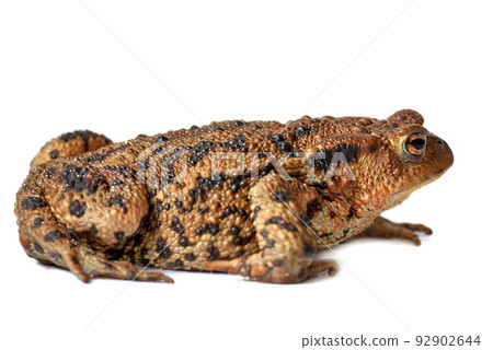 Common true toad or frog with brown body and black dot markings on dry rough skin isolated on a white background with copyspace. Amphibian from the bufonidae species ready to hop around and croak 92902644