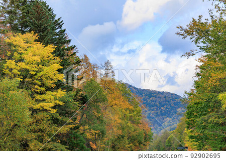 Plants with red leaves "Autumn Hokkaido" Plants with red leaves "Autumn Hokkaido" 92902695