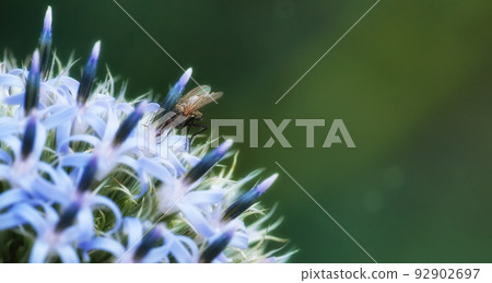 Closeup of a delia antiqua fly feeding of blue globe thistle flower in private or secluded home garden. Textured detail of blossoming echinops, bokeh copy space background and insect or pest control Closeup of a delia antiqua fly feeding of blue globe thistle flower in private or secluded home garden. Textured detail of blossoming echinops, bokeh copy space background and insect or pest control 92902697