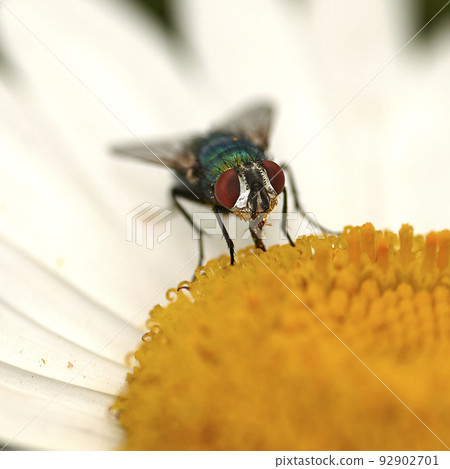 Common green bottle fly pollinating a white daisy flower. Closeup of one blowfly feeding off nectar from a yellow pistil center on a plant. Macro of a lucilia sericata insect and bug in an ecosystem 92902701